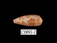 藏品(朦朧芋螺)的圖片